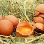 eggs-1510449_1280